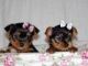 Yorkshire Terrier Puppies for sale in Custer City, OK 73639, USA. price: NA