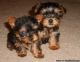 Yorkshire Terrier Puppies for sale in Kaw City, OK 74641, USA. price: NA