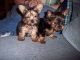 Yorkshire Terrier Puppies for sale in Bass River, NS B0M, Canada. price: NA
