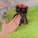 Yorkshire Terrier Puppies for sale in Stanley FIQQ 1ZZ, Falkland Islands (Islas Malvinas). price: 120 FKP