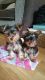 Yorkshire Terrier Puppies for sale in Amherstdale-Robinette, WV, USA. price: NA