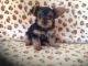 Yorkshire Terrier Puppies for sale in Westminster, CO, USA. price: $380