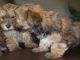 Yorkshire Terrier Puppies for sale in Jeleeb Al-Shuyoukh, Kuwait. price: NA