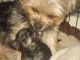 Yorkshire Terrier Puppies for sale in Akhiok, AK 99615, USA. price: NA