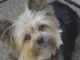 Yorkshire Terrier Puppies for sale in Colorado, USA. price: NA
