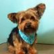 Yorkshire Terrier Puppies for sale in Aberdeen, MD, USA. price: NA