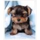 Yorkshire Terrier Puppies for sale in Richardson, TX, USA. price: NA