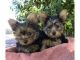 Yorkshire Terrier Puppies for sale in Beedeville, AR, USA. price: NA
