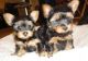 Yorkshire Terrier Puppies for sale in Atomic City, ID 83221, USA. price: NA