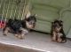 Yorkshire Terrier Puppies for sale in Tusayan, AZ 86023, USA. price: NA