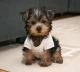 Yorkshire Terrier Puppies for sale in Pawcatuck, Stonington, CT 06379, USA. price: NA