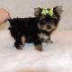 Yorkshire Terrier Puppies for sale in Moscow, ID, USA. price: NA