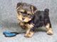 Yorkshire Terrier Puppies for sale in Ottumwa, IA 52501, USA. price: NA