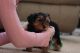 Yorkshire Terrier Puppies for sale in Lloyd, KY 41144, USA. price: NA