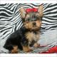 Yorkshire Terrier Puppies for sale in Wiscasset, ME, USA. price: NA
