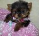 Yorkshire Terrier Puppies for sale in Kezar Falls, Porter, ME 04068, USA. price: NA