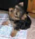 Yorkshire Terrier Puppies for sale in Leonardtown, MD 20650, USA. price: NA