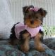 Yorkshire Terrier Puppies for sale in Shrewsbury, MA, USA. price: NA