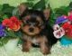 Yorkshire Terrier Puppies for sale in Zion, AR 72536, USA. price: NA