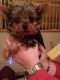Yorkshire Terrier Puppies for sale in Savannah, GA, USA. price: $230