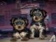Yorkshire Terrier Puppies for sale in Manama, Bahrain. price: 80 BHD