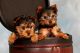 Yorkshire Terrier Puppies for sale in Fort Collins, CO, USA. price: NA