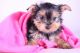 Yorkshire Terrier Puppies for sale in Bayview, ID 83803, USA. price: NA