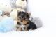 Yorkshire Terrier Puppies for sale in California, USA. price: $2,000