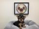 Yorkshire Terrier Puppies for sale in California, USA. price: $1,050