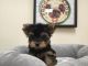 Yorkshire Terrier Puppies for sale in California, USA. price: $1,250