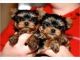Yorkshire Terrier Puppies for sale in Afton, WY 83110, USA. price: NA