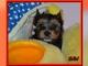 Yorkshire Terrier Puppies for sale in Fayetteville, NC, USA. price: $250