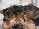 Yorkshire Terrier Puppies for sale in Astromeritis, Cyprus. price: 200 EUR