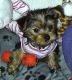 Yorkshire Terrier Puppies for sale in Fort Wayne, IN, USA. price: NA