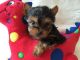 Yorkshire Terrier Puppies for sale in Dawson Springs, KY 42408, USA. price: NA