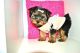 Yorkshire Terrier Puppies for sale in Elizabeth, NJ, USA. price: NA