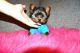 Yorkshire Terrier Puppies for sale in Port Wentworth, GA, USA. price: NA
