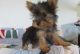 Yorkshire Terrier Puppies for sale in Atlantic Beach, FL, USA. price: NA