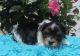 Yorkshire Terrier Puppies for sale in Craftsbury Common, Craftsbury, VT, USA. price: NA