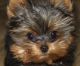 Yorkshire Terrier Puppies for sale in Mobile, AL, USA. price: NA