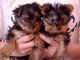 Yorkshire Terrier Puppies for sale in Ellicott City, MD, USA. price: NA