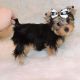 Yorkshire Terrier Puppies for sale in Alabaster, AL, USA. price: NA