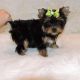 Yorkshire Terrier Puppies for sale in Adams, MA, USA. price: NA