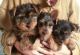 Yorkshire Terrier Puppies for sale in Spokane, WA, USA. price: $200