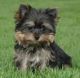 Yorkshire Terrier Puppies for sale in Boothbay Harbor, Boothbay Harbor, ME 04538, USA. price: NA