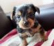 Yorkshire Terrier Puppies for sale in Sterling Heights, MI, USA. price: NA