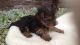 Yorkshire Terrier Puppies for sale in United States Postal Service, 100 PR-3, San Juan, San Juan 00924, Puerto Rico. price: NA