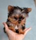 Yorkshire Terrier Puppies for sale in Vallejo, CA, USA. price: $200