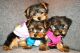 Yorkshire Terrier Puppies for sale in Tulsa, OK, USA. price: NA