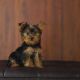 Yorkshire Terrier Puppies for sale in Madison, WI, USA. price: NA